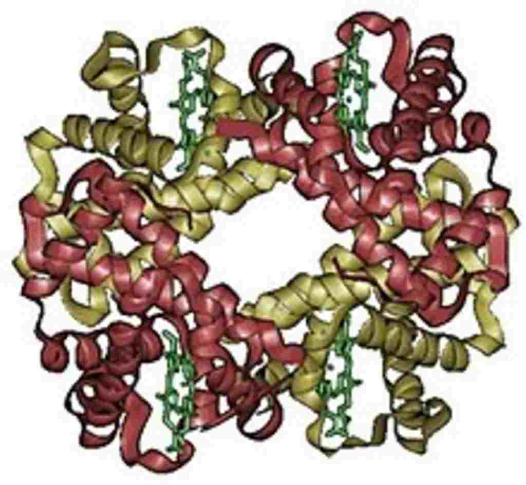 sinh-hoc-lop-10-cau-tao-va-co-che-hoat-dong-trao-doi-khi-cua-hemoglobin