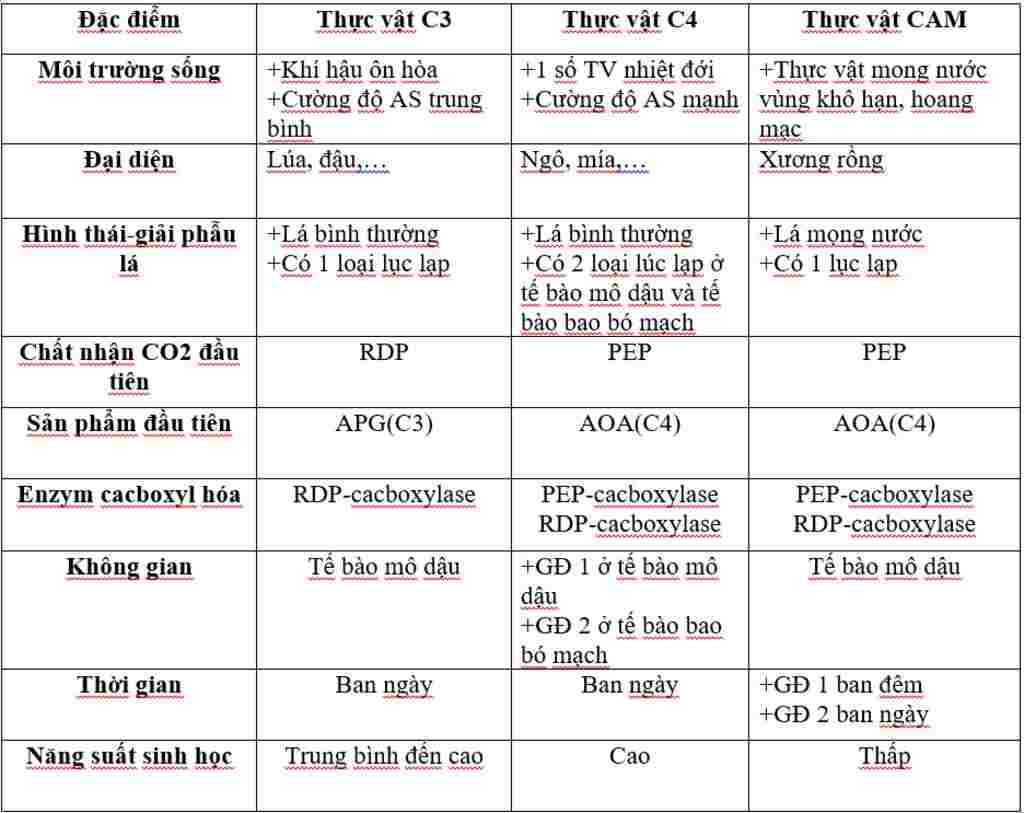 sinh-hoc-lop-11-1-so-sanh-dac-diem-thuc-vat-c3-c4-cam-dua-vao-cac-tieu-chi-sau-dieu-kien-song-da