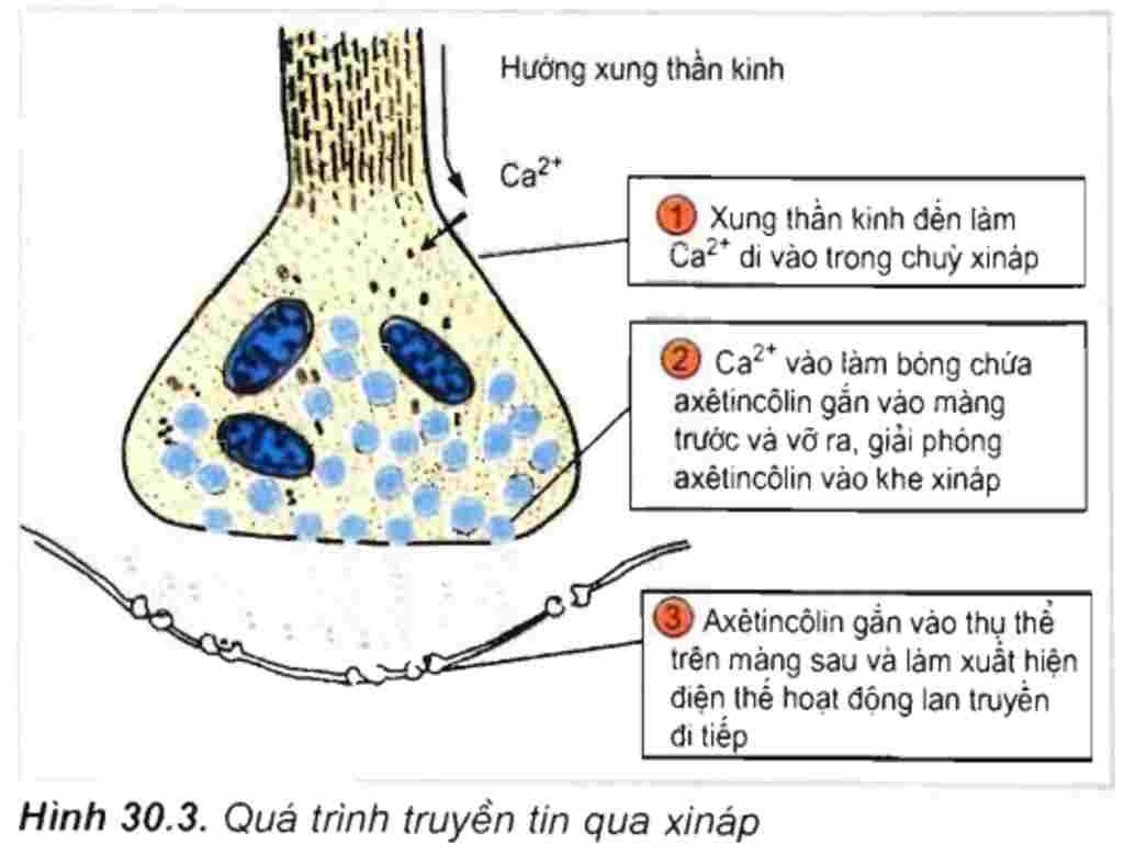 sinh-hoc-lop-11-mo-ta-qua-trinh-truyen-tin-qua-inap-voi-trung-gian-hoa-hoc-la-aetincolin