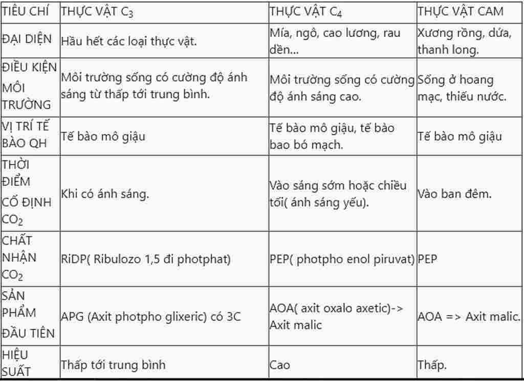 sinh-hoc-lop-11-phan-biet-qua-trinh-quang-hop-o-3-nhom-thuc-vat-c3-c4-cam