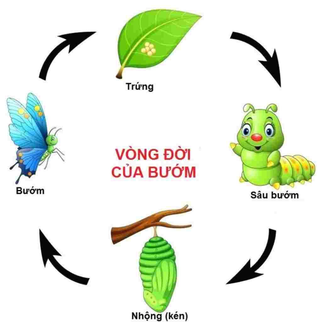 sinh-hoc-lop-11-qua-trinh-hinh-thanh-va-phat-trien-cua-buom-duoc-phan-chia-thanh-cac-giai-doan-n