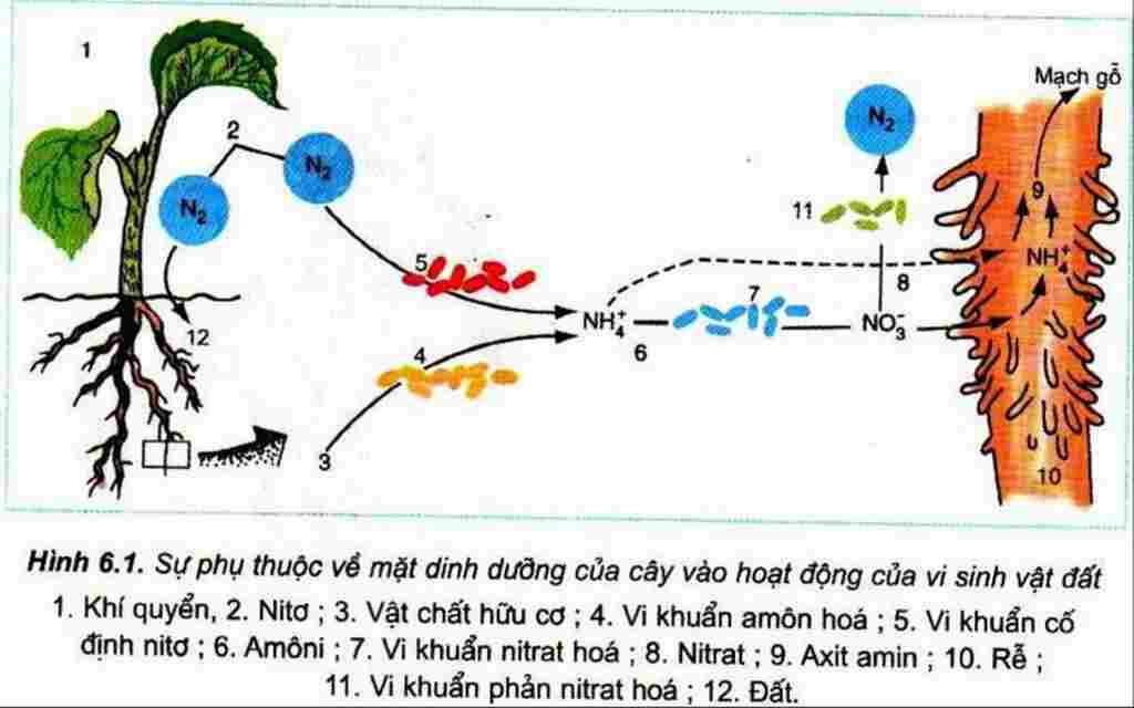 sinh-hoc-lop-11-trinh-bay-qua-trinh-co-dinh-nito-trong-khong-khi