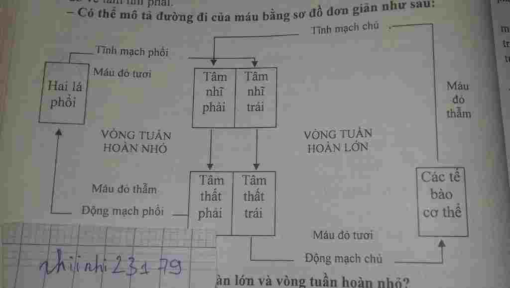 sinh-hoc-lop-11-ve-so-do-tu-duy-tuan-hoan-mau-giup-minh-voi-a