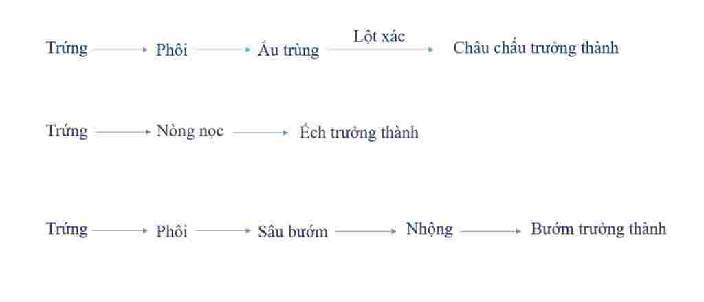 sinh-hoc-lop-11-vong-doi-cua-con-chau-chau-buom-ech-con-nguoi-co-gi-khac-nhau-giup-minh-voi