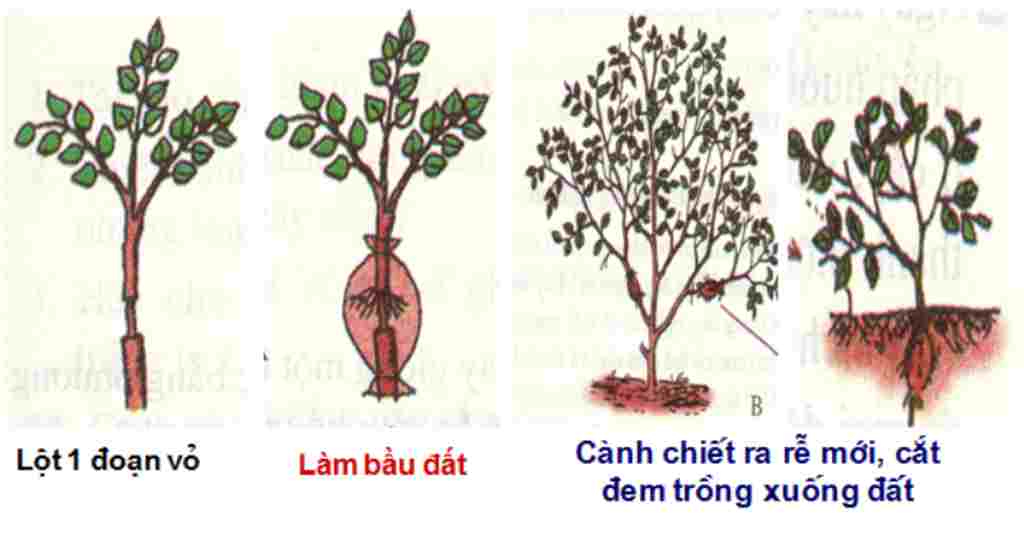 sinh-hoc-lop-6-chiet-canh-la-gi-cho-vi-du-ve-chiet-canh