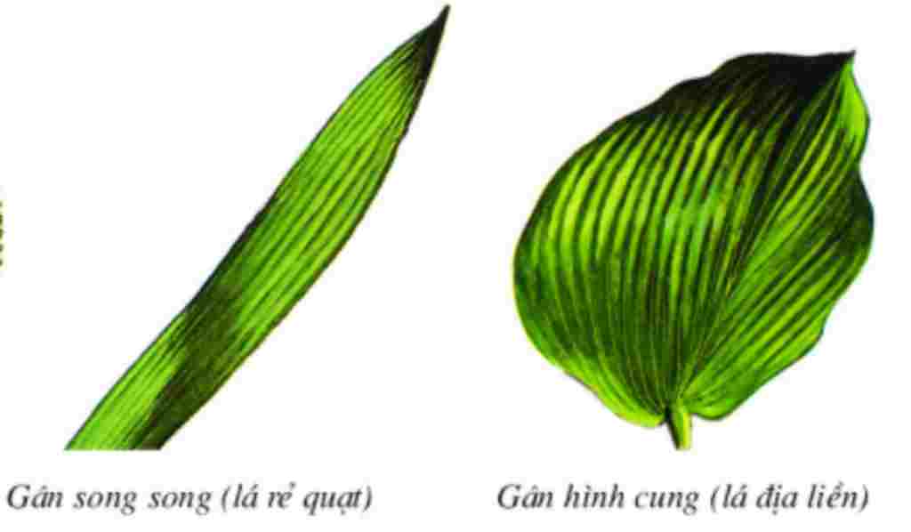 sinh-hoc-lop-6-lay-vi-du-ve-gan-la-hinh-vong-cung-song-song