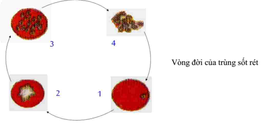 sinh-hoc-lop-7-cau-1-so-sanh-trung-sot-ret-va-trung-kiet-li-cau-2-neu-vong-doi-cua-trung-kiet-li