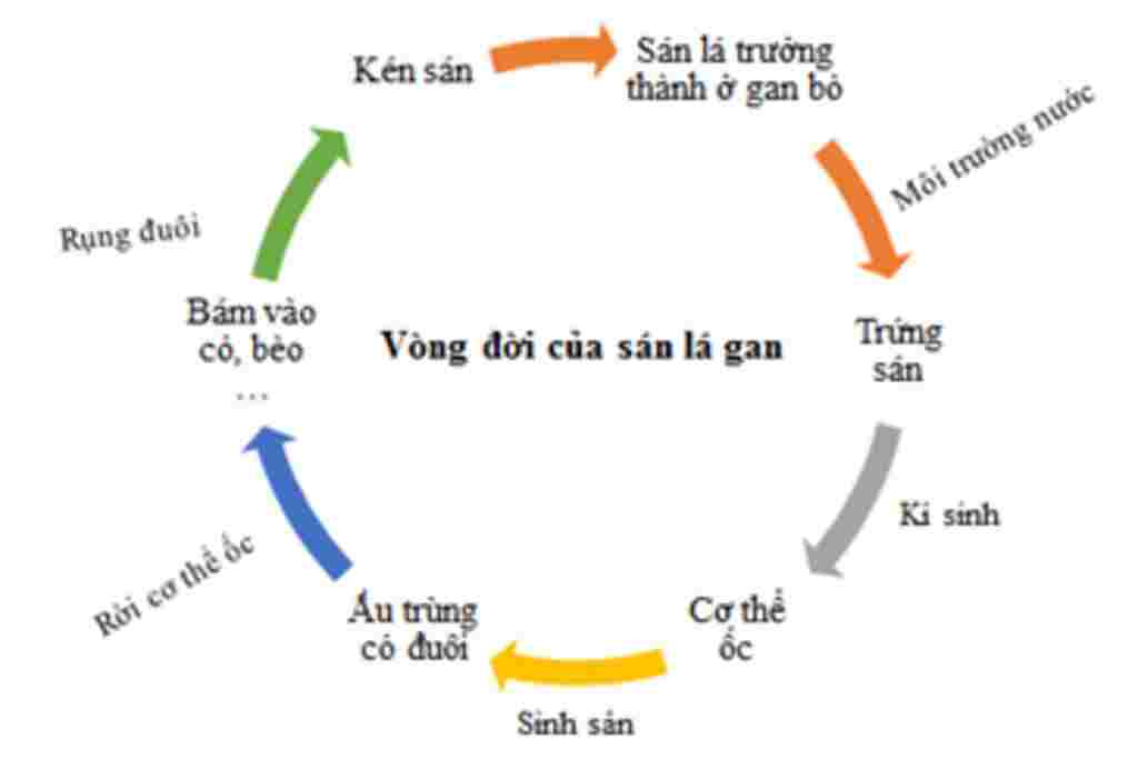 sinh-hoc-lop-7-trinh-bay-vong-doi-cua-san-la-gan-duoi-dang-so-do-kem-chu-thich