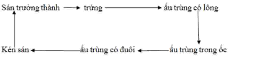 sinh-hoc-lop-7-trinh-bay-vong-doi-cua-san-la-gan-duoi-dang-so-do-kem-chu-thich