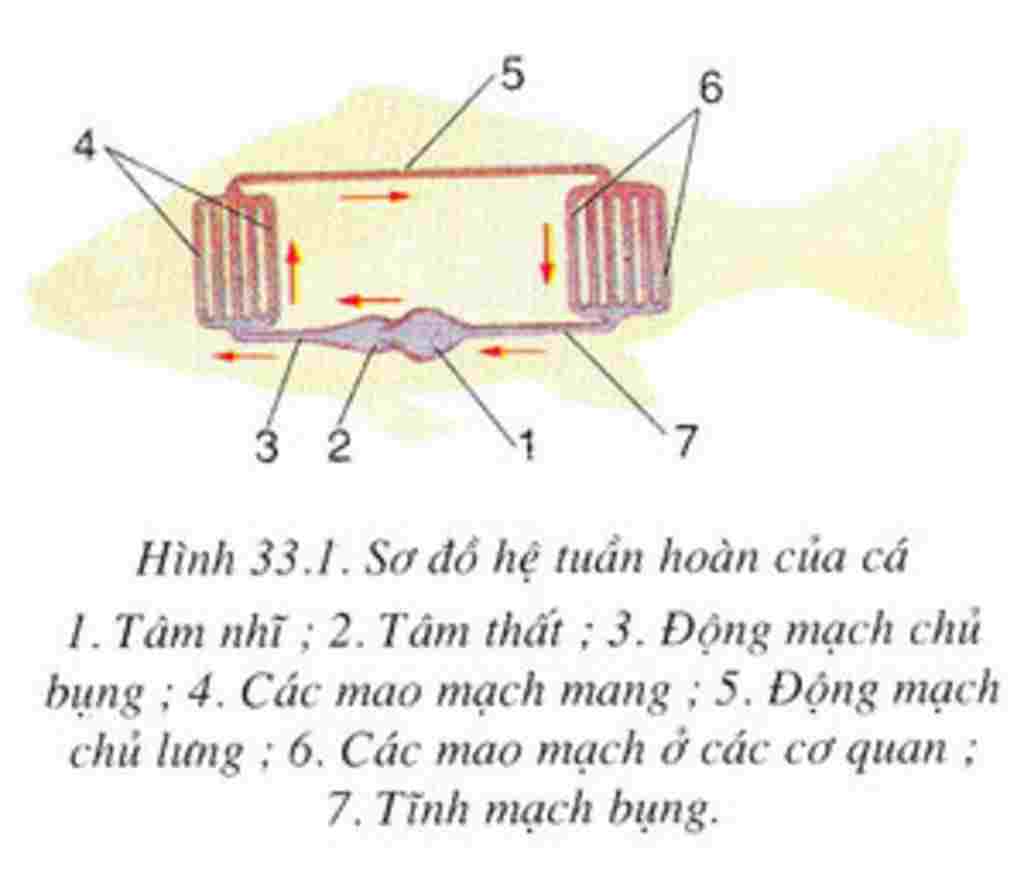 sinh-hoc-lop-7-ve-va-trinh-bay-vong-tuan-hoan-cua-ca-chep-help-me-nan-ni