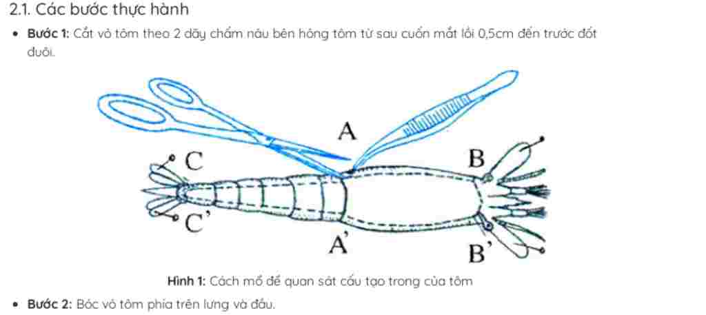 sinh-hoc-lop-7-viet-ban-bao-cao-sinh-hoc-bai-mo-tom-song-lam-that-day-du-nha-cac-ban-co-ca-hinh