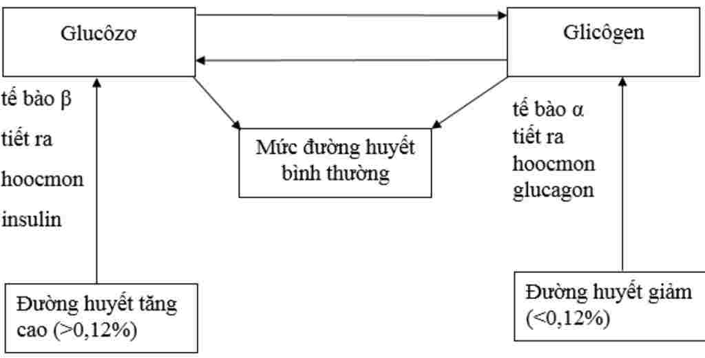 sinh-hoc-lop-8-cau-1-a-neu-dac-diem-cua-he-noi-tiet-b-phan-biet-tuyen-noi-tiet-va-tuyen-ngoai-ti