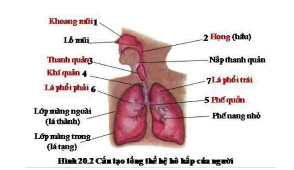sinh-hoc-lop-8-ke-ten-cac-co-quan-ho-hap-va-chuc-nang-cua-chung