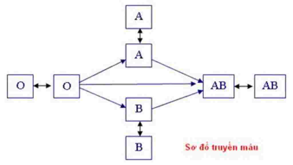 sinh-hoc-lop-8-neu-nguyen-tac-truyen-mau-ve-so-do-truyen-mau-giai-thich-co-che-truyen-mau-theo-s