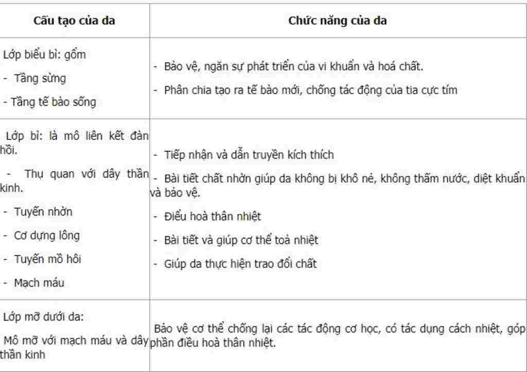 sinh-hoc-lop-8-trinh-bay-cau-tao-va-chuc-nang-cua-da