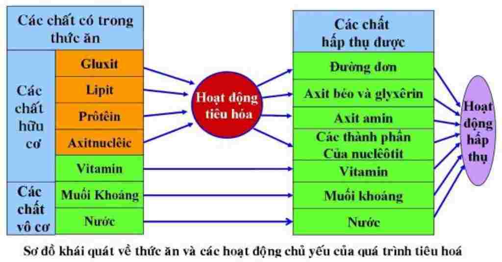 sinh-hoc-lop-8-ve-so-do-tu-duy-tom-tat-mon-sinh-hoc-bai-24-tieu-hoa-va-cac-co-quan-tieu-hoa-em-c