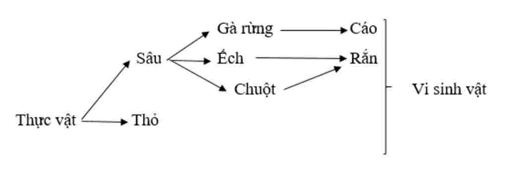 sinh-hoc-lop-9-hay-ve-so-do-luoi-thuc-an-voi-cac-sinh-vat-voi-cac-sinh-vat-co-trong-vuon-nha-em