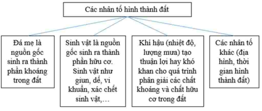 tong-hop-lop-6-ho-mong-ngua-duoc-hinh-thanh-nhu-the-nao-nhung-nhan-to-chinh-nao-hinh-thanh-len-d